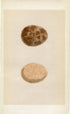 Morris Antique Birds Egg Print, Jer-Falcon, 1867 Book Plate XII