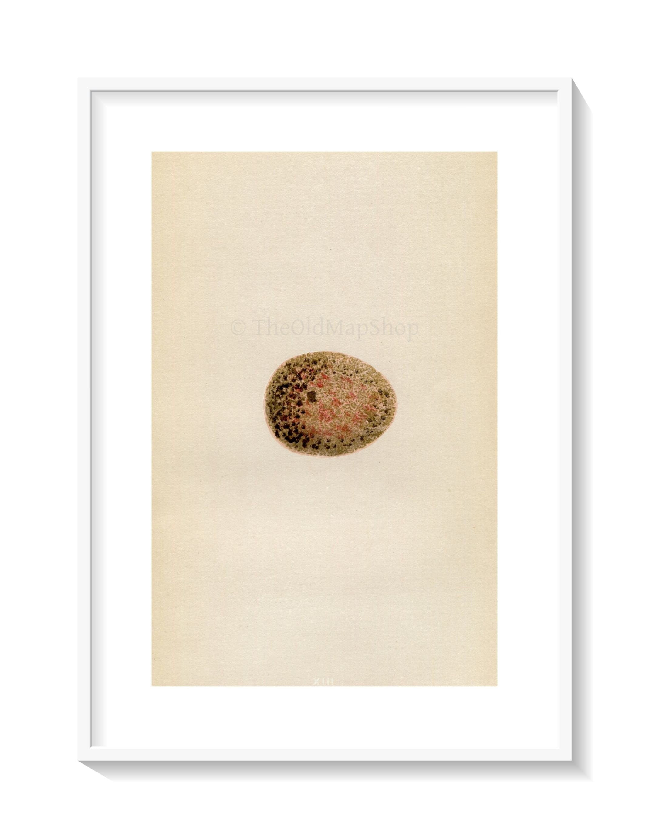 Morris Antique Birds Egg Print, Peregrine Falcon, 1867 Book Plate XIII