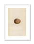 Morris Antique Birds Egg Print, Peregrine Falcon, 1867 Book Plate XIII