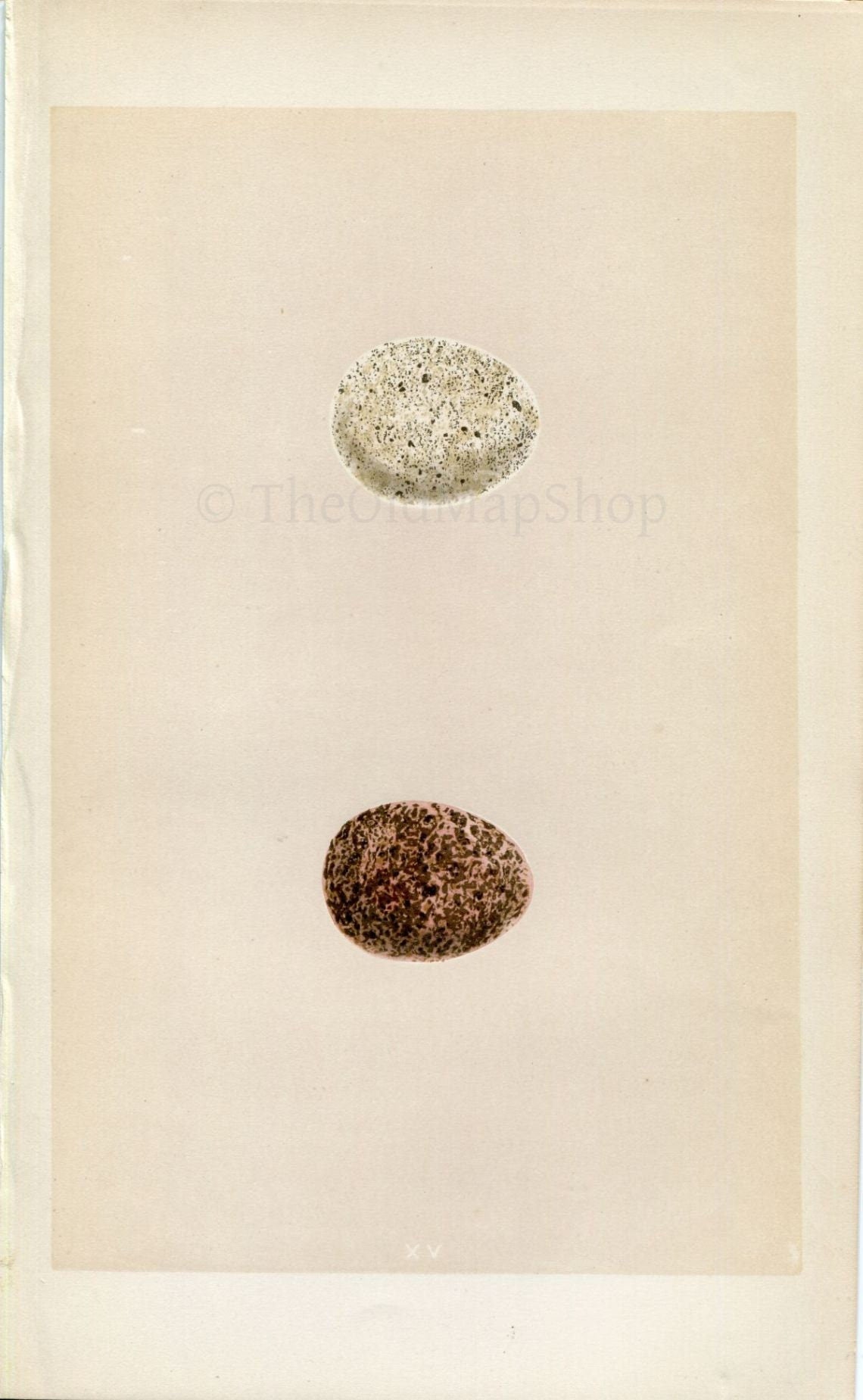 Morris Antique Birds Egg Print, Orange-Legged Hobby, 1867 Book Plate XV