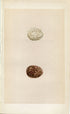 Morris Antique Birds Egg Print, Orange-Legged Hobby, 1867 Book Plate XV
