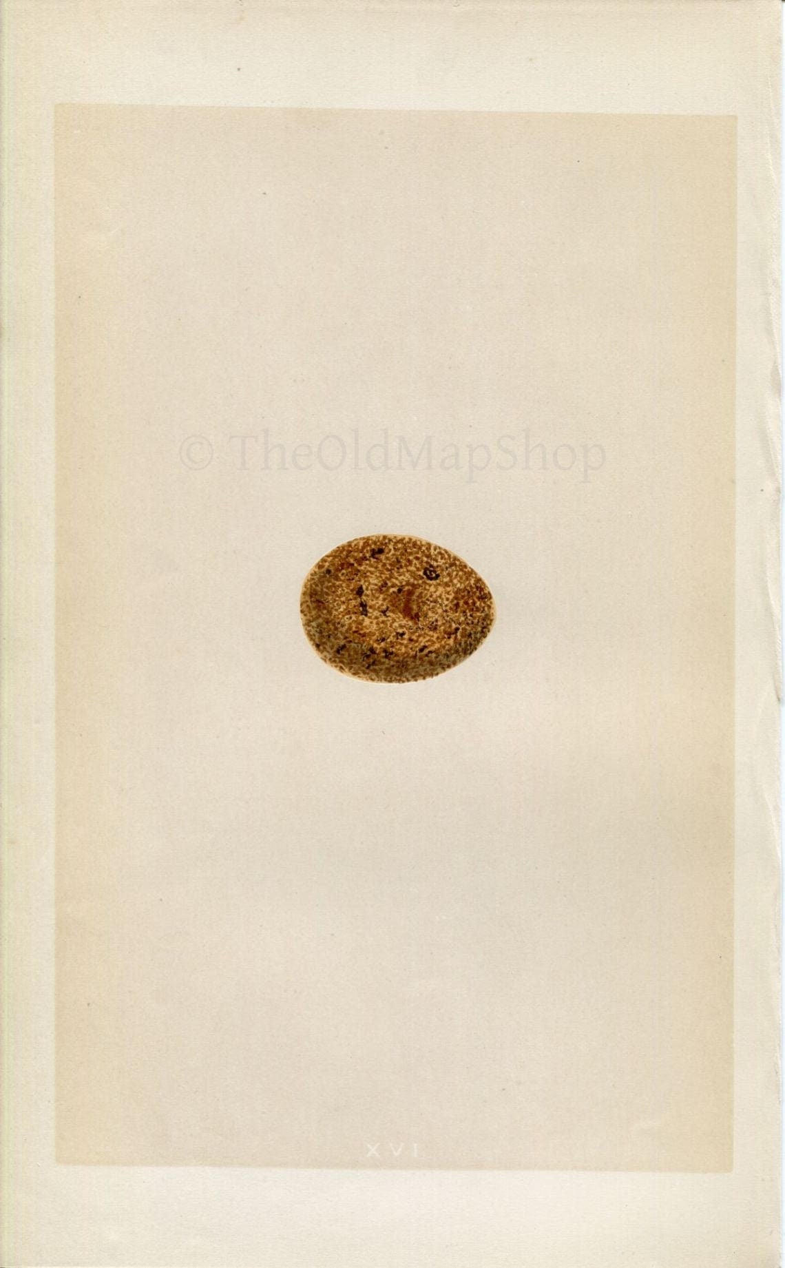 Morris Antique Birds Egg Print, Merlin, 1867 Book Plate XVI