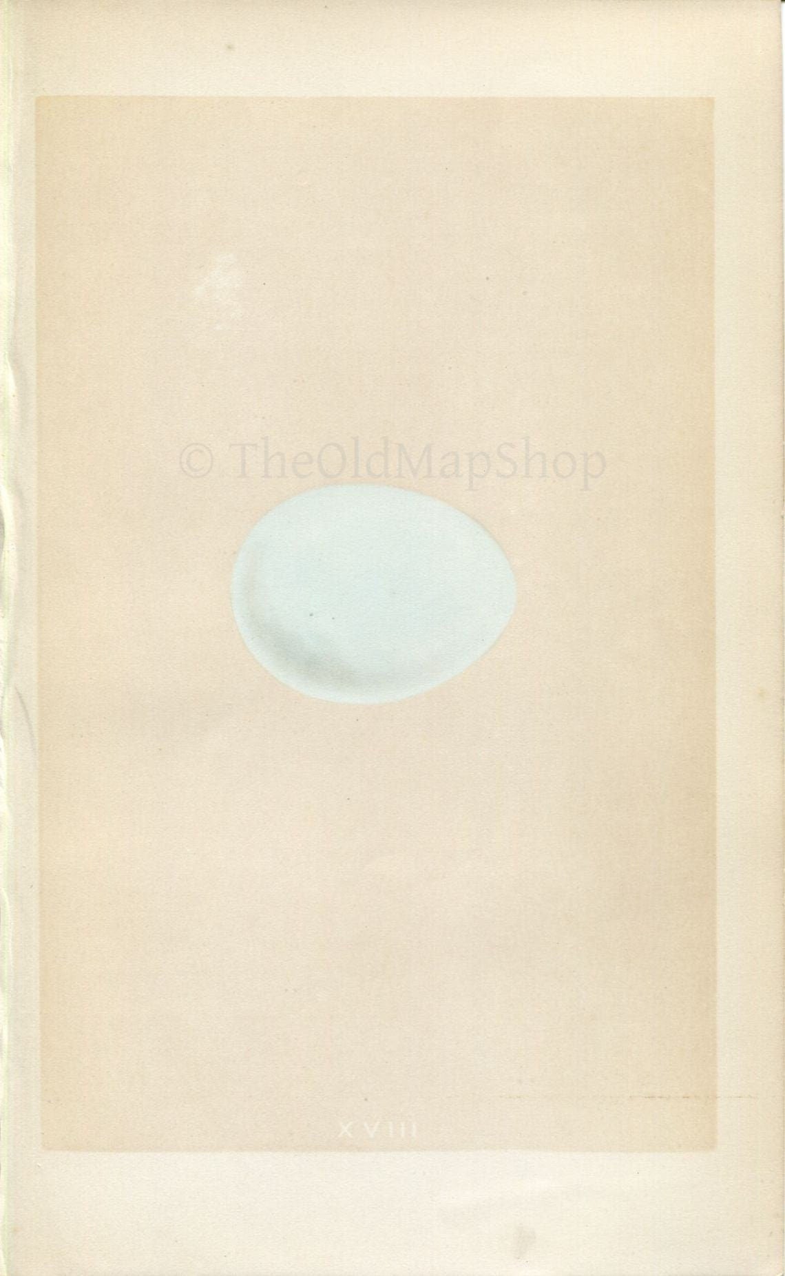 Morris Antique Birds Egg Print, Goshawk, 1867 Book Plate XVIII