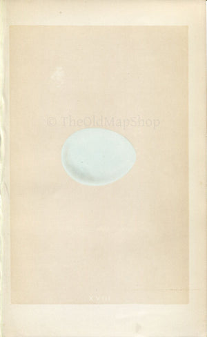 Morris Antique Birds Egg Print, Goshawk, 1867 Book Plate XVIII