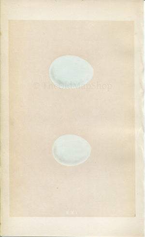 Morris Antique Birds Egg Print, Hen Harrier & Montagu's Harrier, 1867 Book Plate XXI
