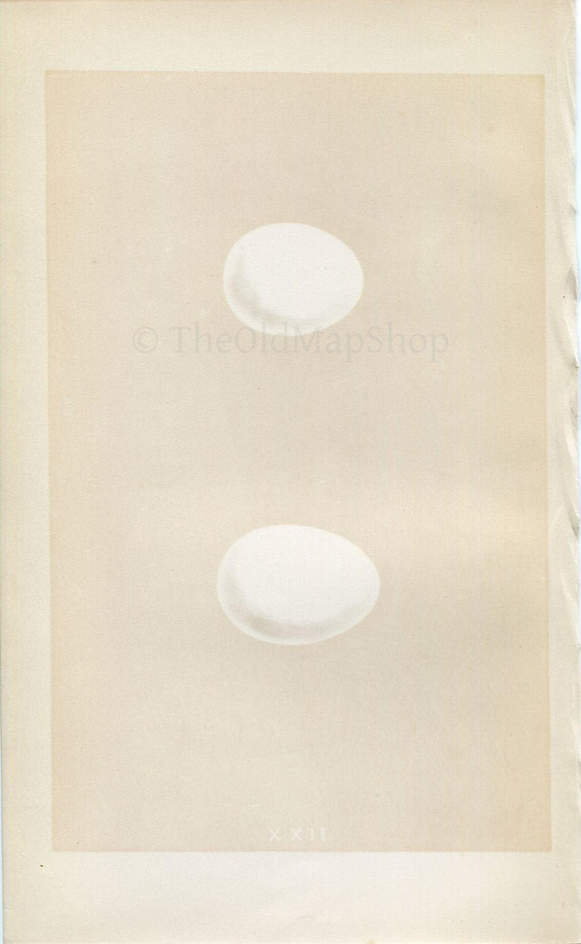 Morris Antique Birds Egg Print, Short-Eared & Long-Eared Owl, 1867 Book Plate XXII