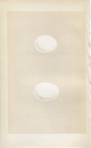 Morris Antique Birds Egg Print, Short-Eared & Long-Eared Owl, 1867 Book Plate XXII