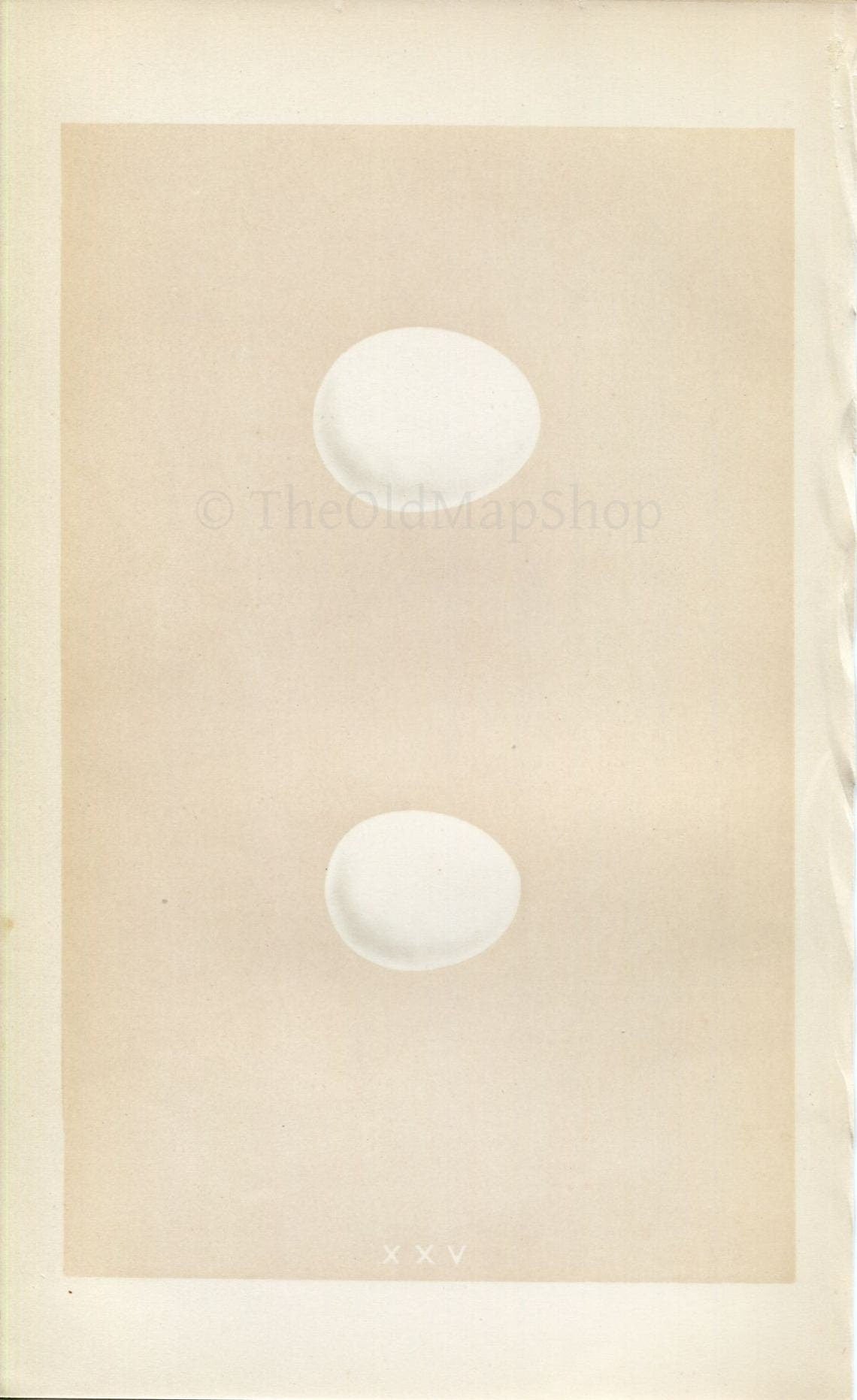 Morris Antique Birds Egg Print, White Owl & Little Owl, 1867 Book Plate XXV