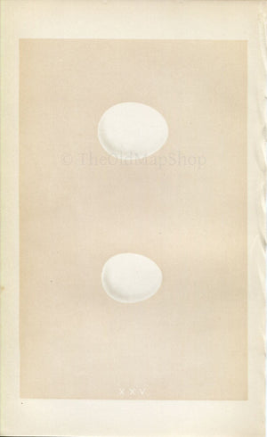 Morris Antique Birds Egg Print, White Owl & Little Owl, 1867 Book Plate XXV