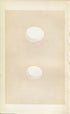 Morris Antique Birds Egg Print, White Owl & Little Owl, 1867 Book Plate XXV