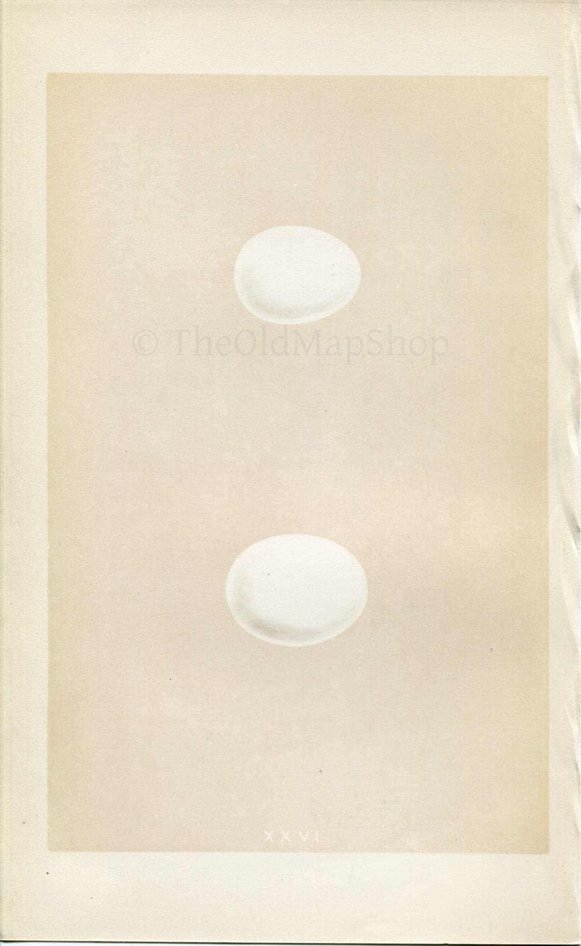 Morris Antique Birds Egg Print, Tengmalm's Owl & Hawk Owl, 1867 Book Plate XXVI