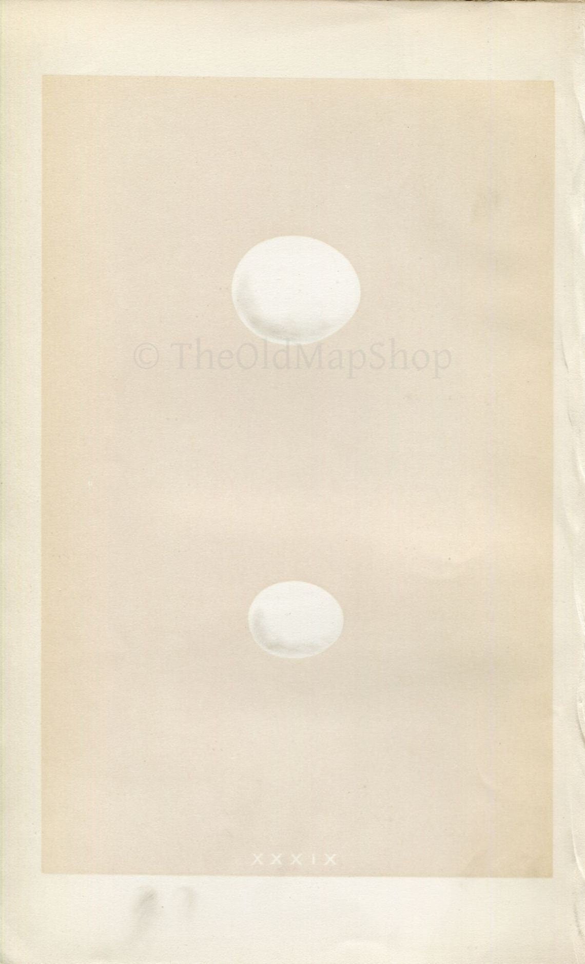 Morris Antique Birds Egg Print, Roller & Kingfisher, 1867 Book Plate XXXIX