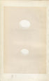 Morris Antique Birds Egg Print, Roller & Kingfisher, 1867 Book Plate XXXIX