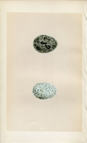 Morris Antique Birds Egg Print, Crow, 1867 Book Plate XLIV