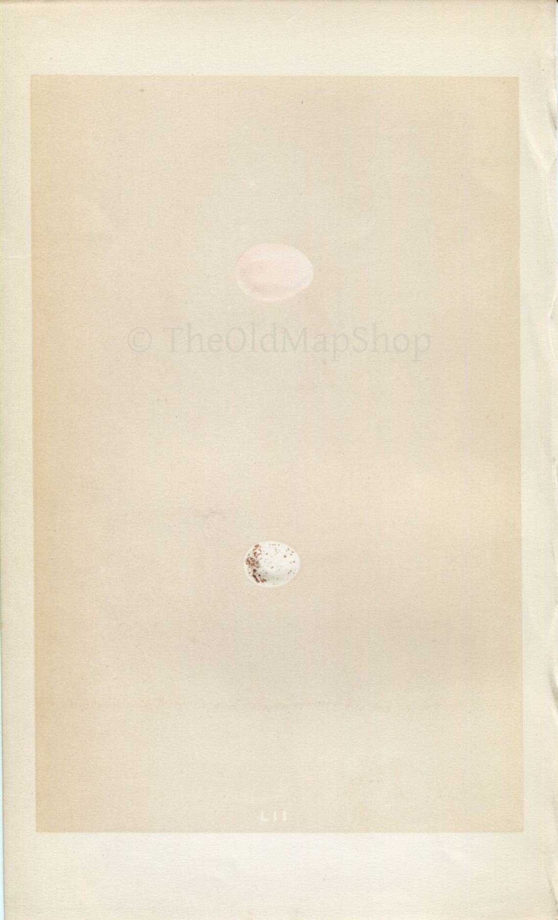 Morris Antique Birds Egg Print, Wryneck & Creeper, 1867 Book Plate LII