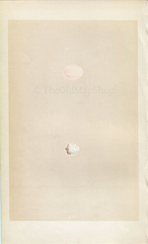 Morris Antique Birds Egg Print, Wryneck & Creeper, 1867 Book Plate LII