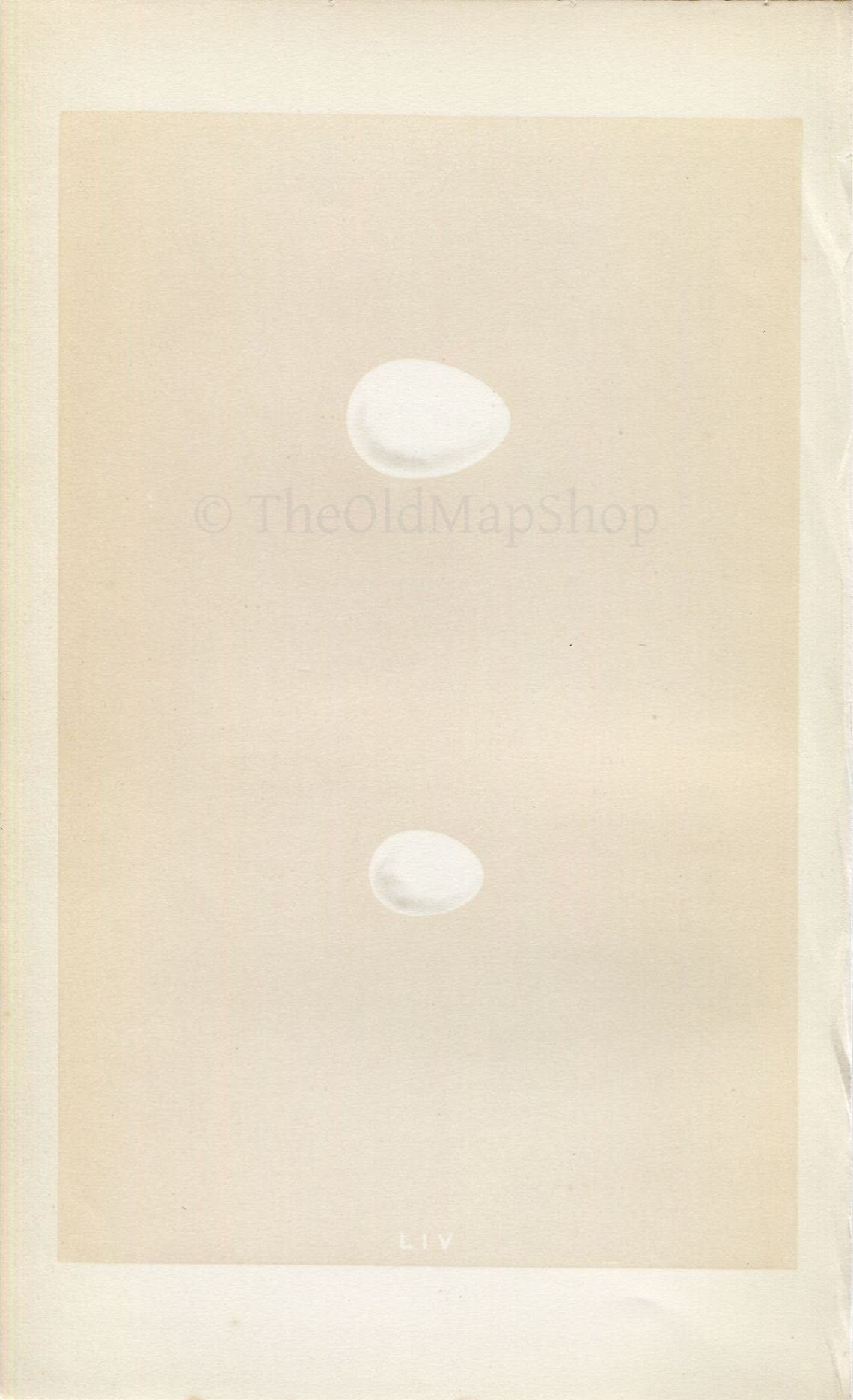 Morris Antique Birds Egg Print, Great Spotted Woodpecker & Lesser Spotted Woodpecker, 1867 Book Plate LIV