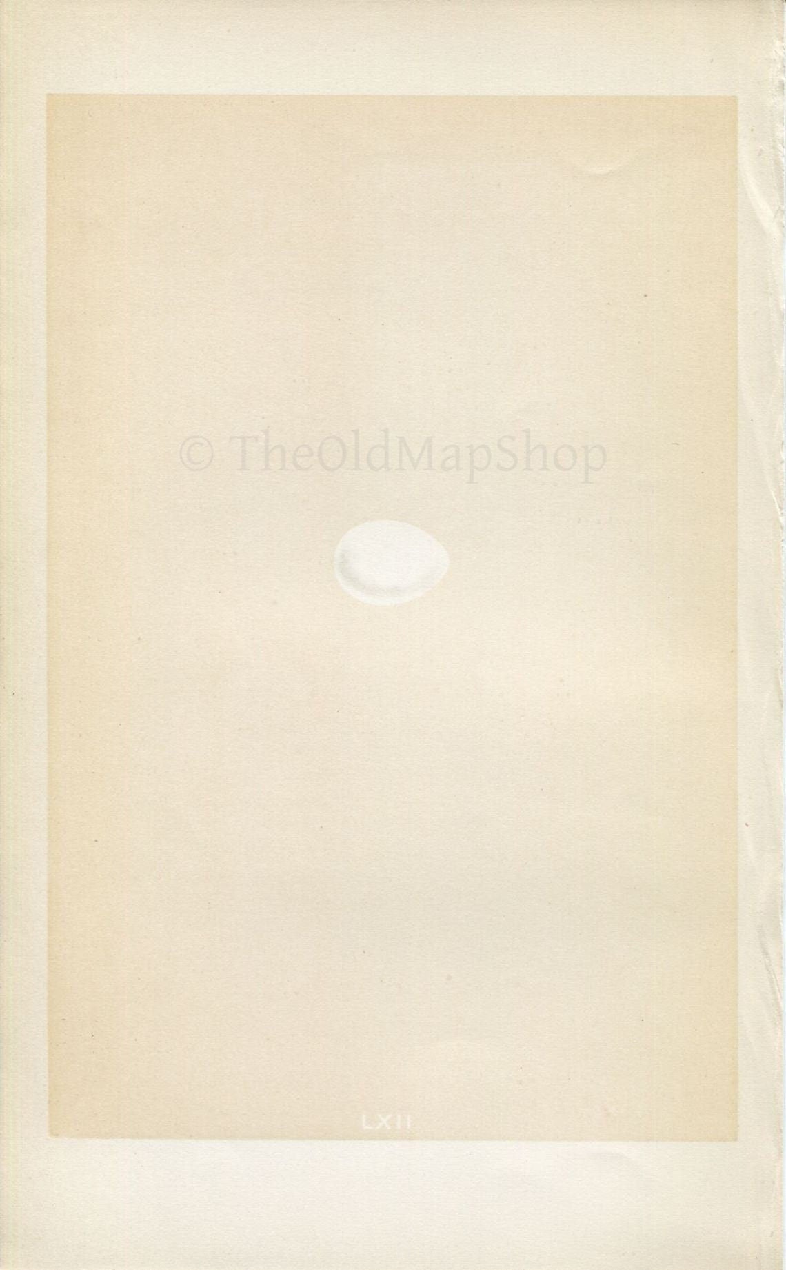 Morris Antique Birds Egg Print, Purple Martin, 1867 Book Plate LXII