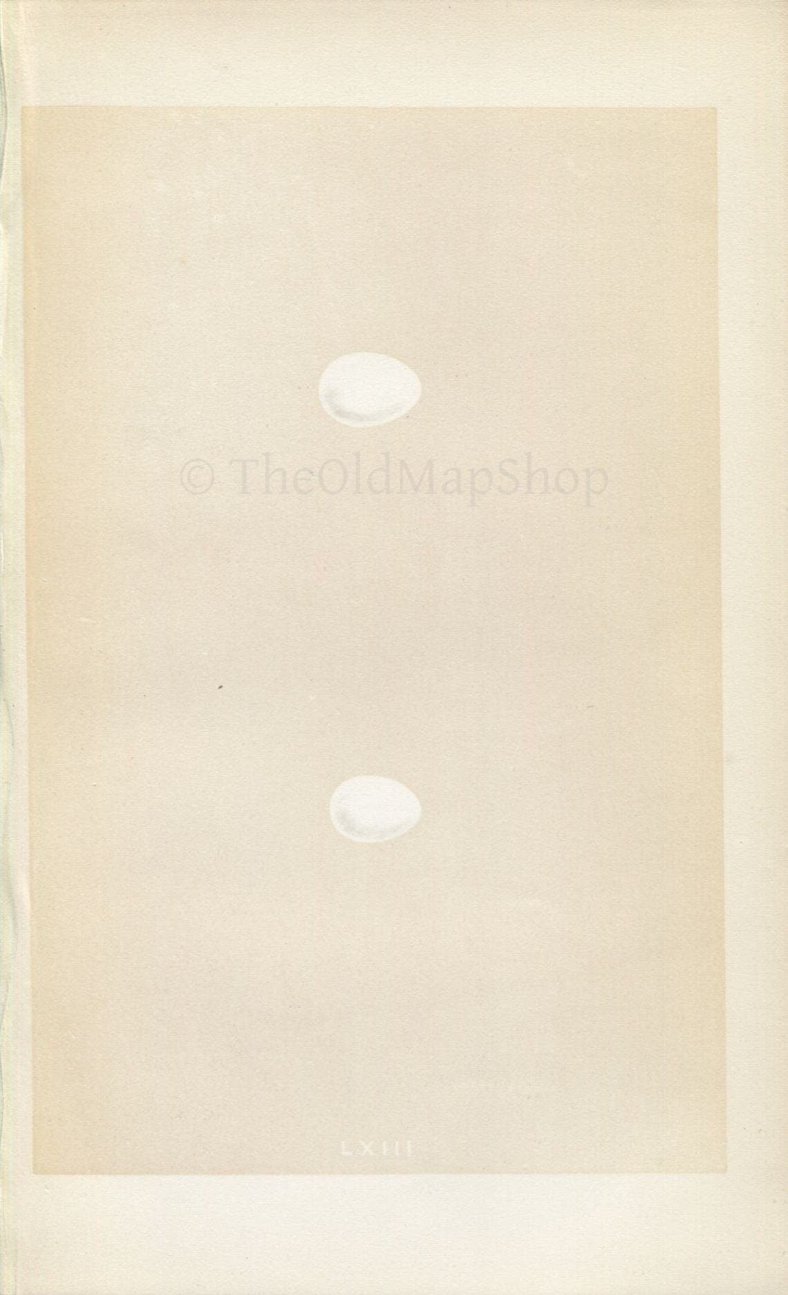 Morris Antique Birds Egg Print, Martin & Sand Martin, 1867 Book Plate LXIII