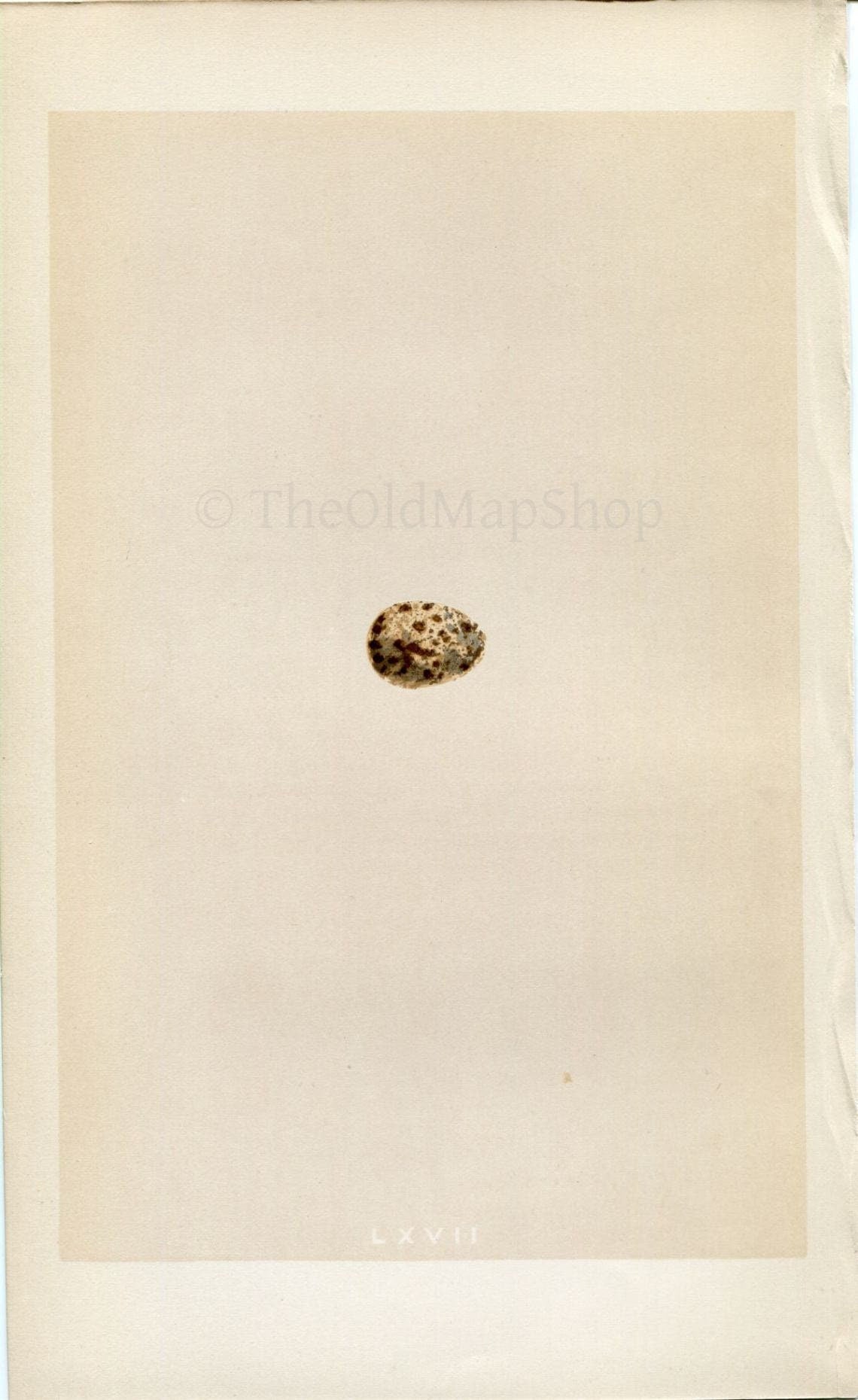 Morris Antique Birds Egg Print, Richard's Pipit, 1867 Book Plate LXVII