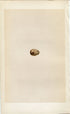 Morris Antique Birds Egg Print, Richard's Pipit, 1867 Book Plate LXVII