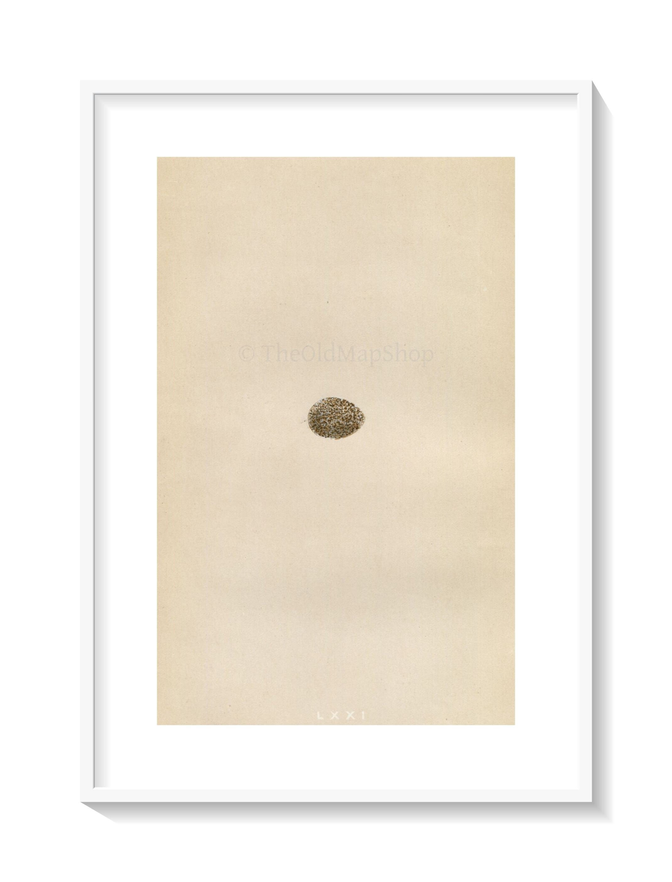 Morris Antique Birds Egg Print, Rock Pipit, 1867 Book Plate LXXI