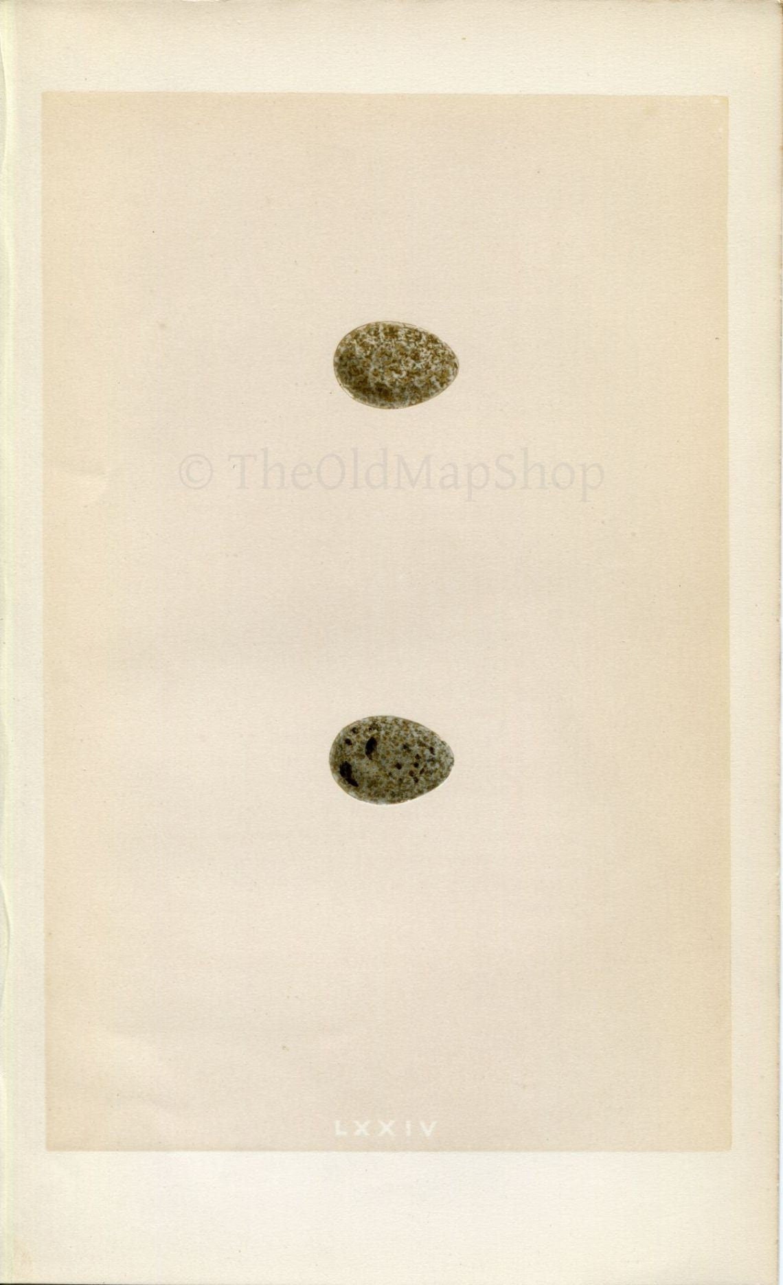 Morris Antique Birds Egg Print, Sky Lark & Crested Lark, 1867 Book Plate LXXIV