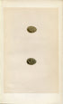 Morris Antique Birds Egg Print, Sky Lark & Crested Lark, 1867 Book Plate LXXIV