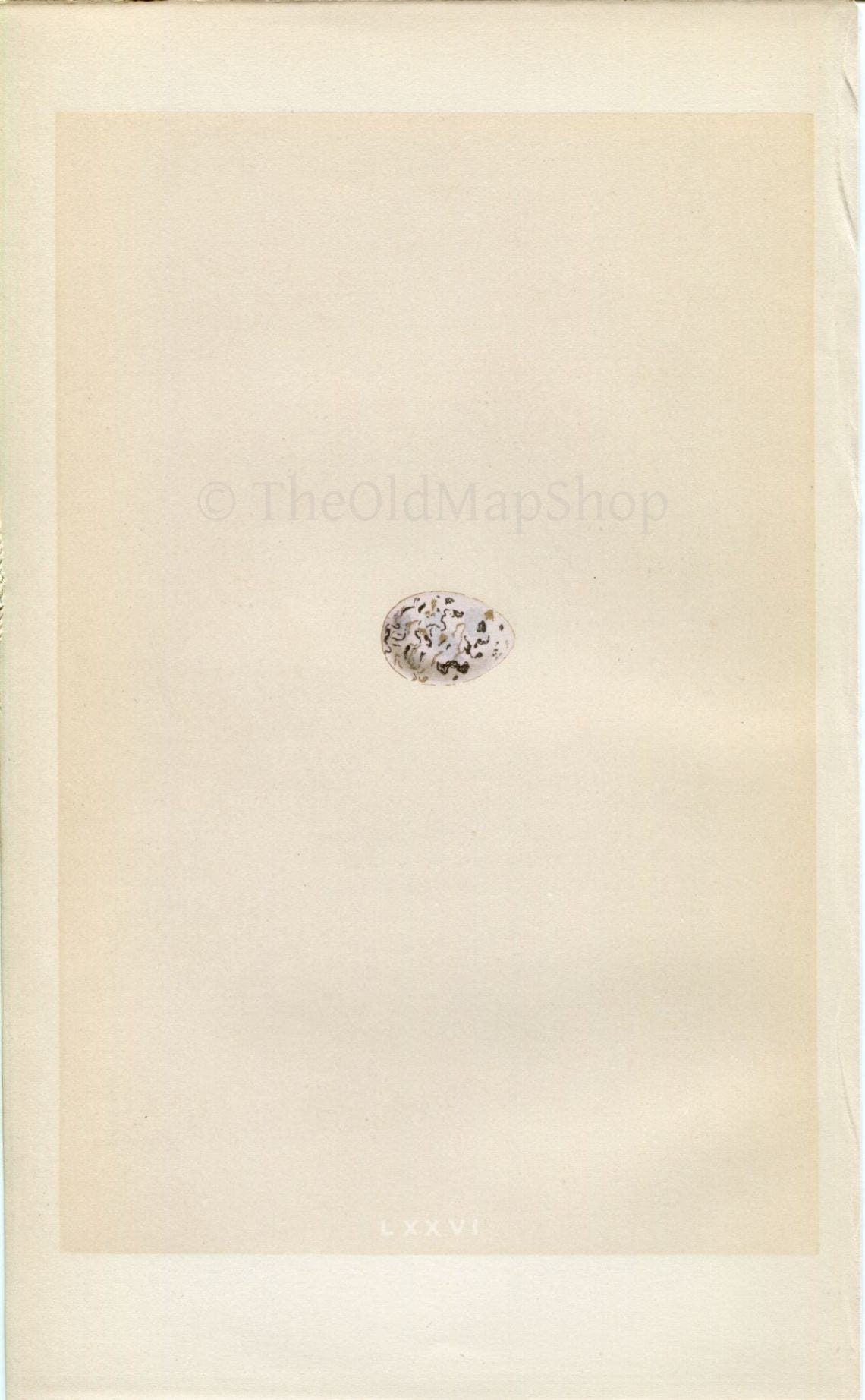 Morris Antique Birds Egg Print, Bunting, 1867 Book Plate LXXVI