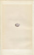Morris Antique Birds Egg Print, Bunting, 1867 Book Plate LXXVI