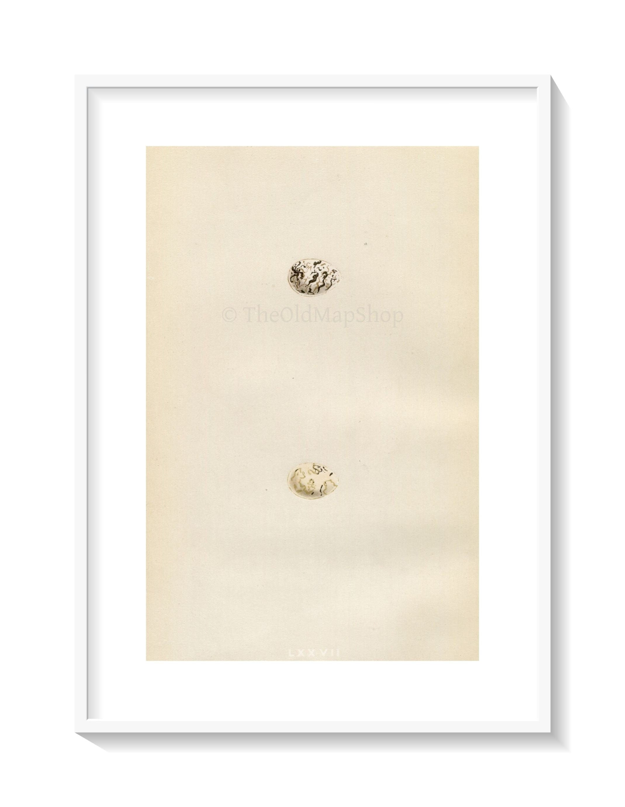 Morris Antique Birds Egg Print, Black-Headed Bunting, 1867 Book Plate LXXVII