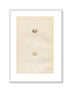 Morris Antique Birds Egg Print, Black-Headed Bunting, 1867 Book Plate LXXVII