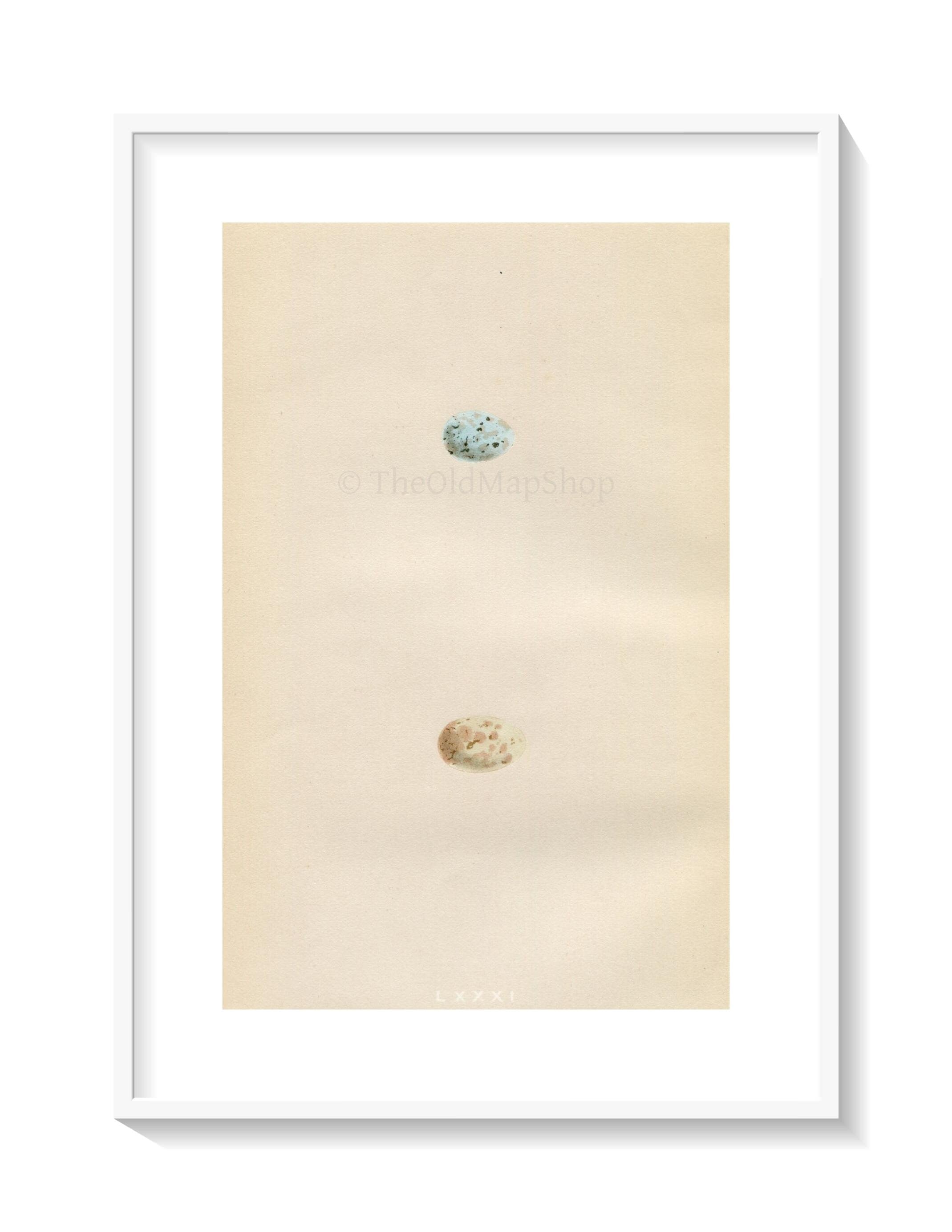 Morris Antique Birds Egg Print, Mountain Finch, 1867 Book Plate LXXXI