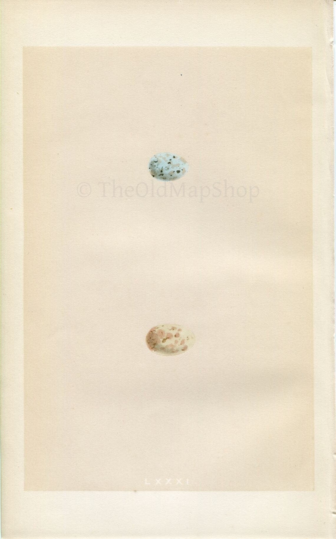 Morris Antique Birds Egg Print, Mountain Finch, 1867 Book Plate LXXXI