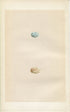 Morris Antique Birds Egg Print, Mountain Finch, 1867 Book Plate LXXXI