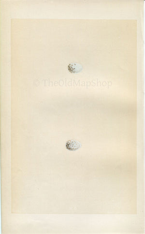 Morris Antique Birds Egg Print, Mealy Redpole & Twite, 1867 Book Plate XC