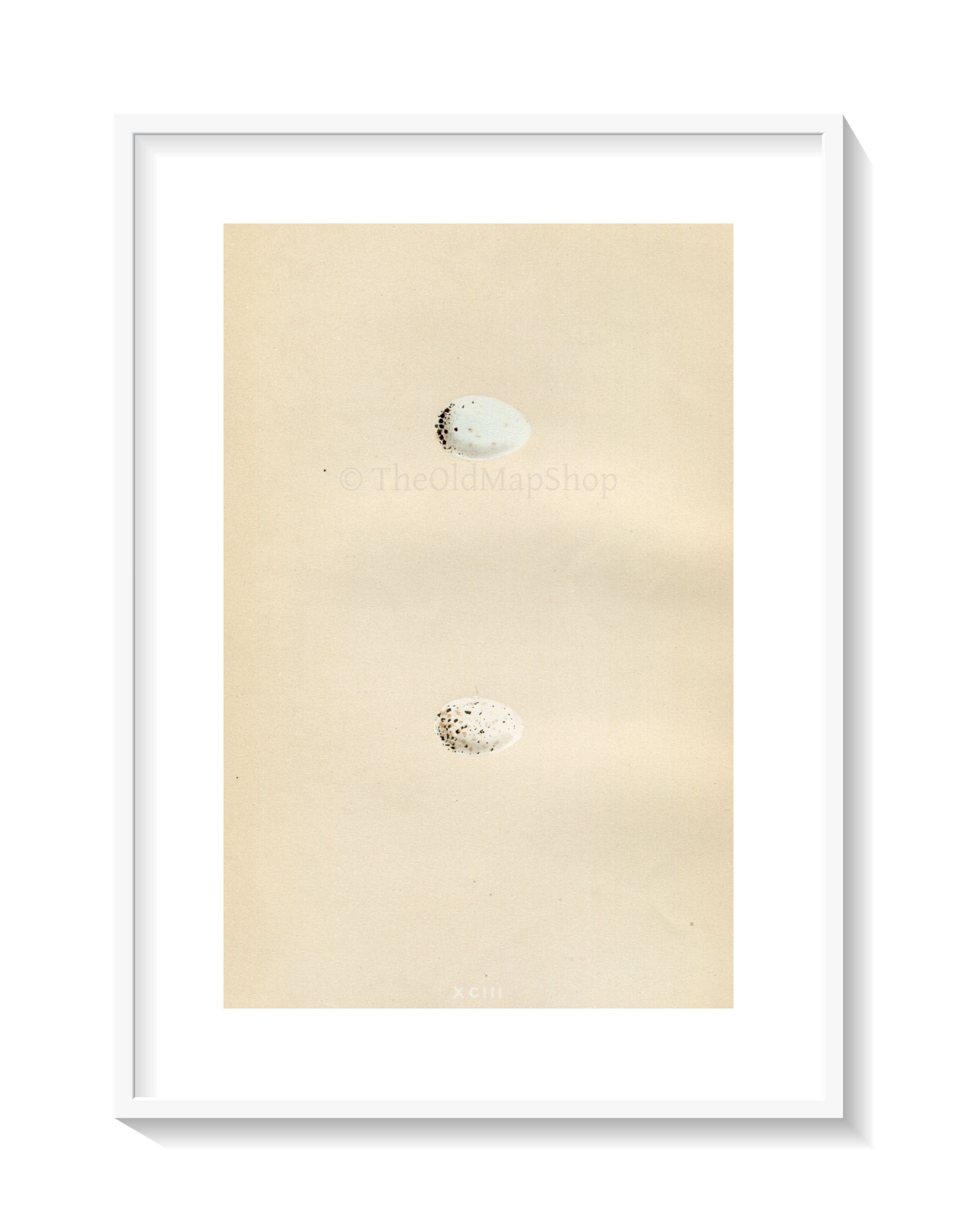 Morris Antique Birds Egg Print, Parrot Crossbill & American White-Winged Crossbill, 1867 Book Plate XCIII