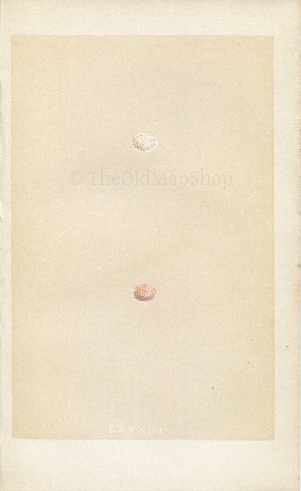 Morris Antique Birds Egg Print, Firecrest, 1867 Book Plate CXXXIII