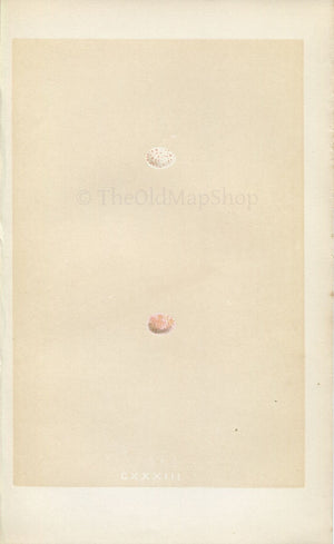 Morris Antique Birds Egg Print, Firecrest, 1867 Book Plate CXXXIII