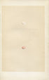 Morris Antique Birds Egg Print, Firecrest, 1867 Book Plate CXXXIII