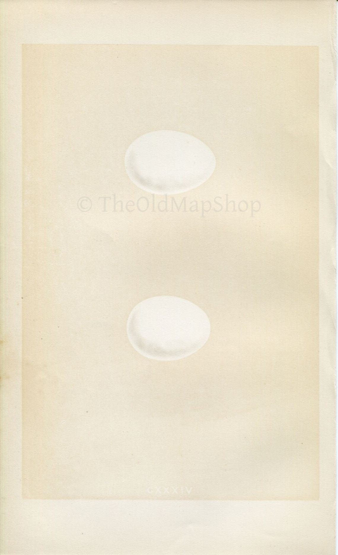 Morris Antique Birds Egg Print, Wood Pigeon & Stock Dove, 1867 Book Plate CXXXIV