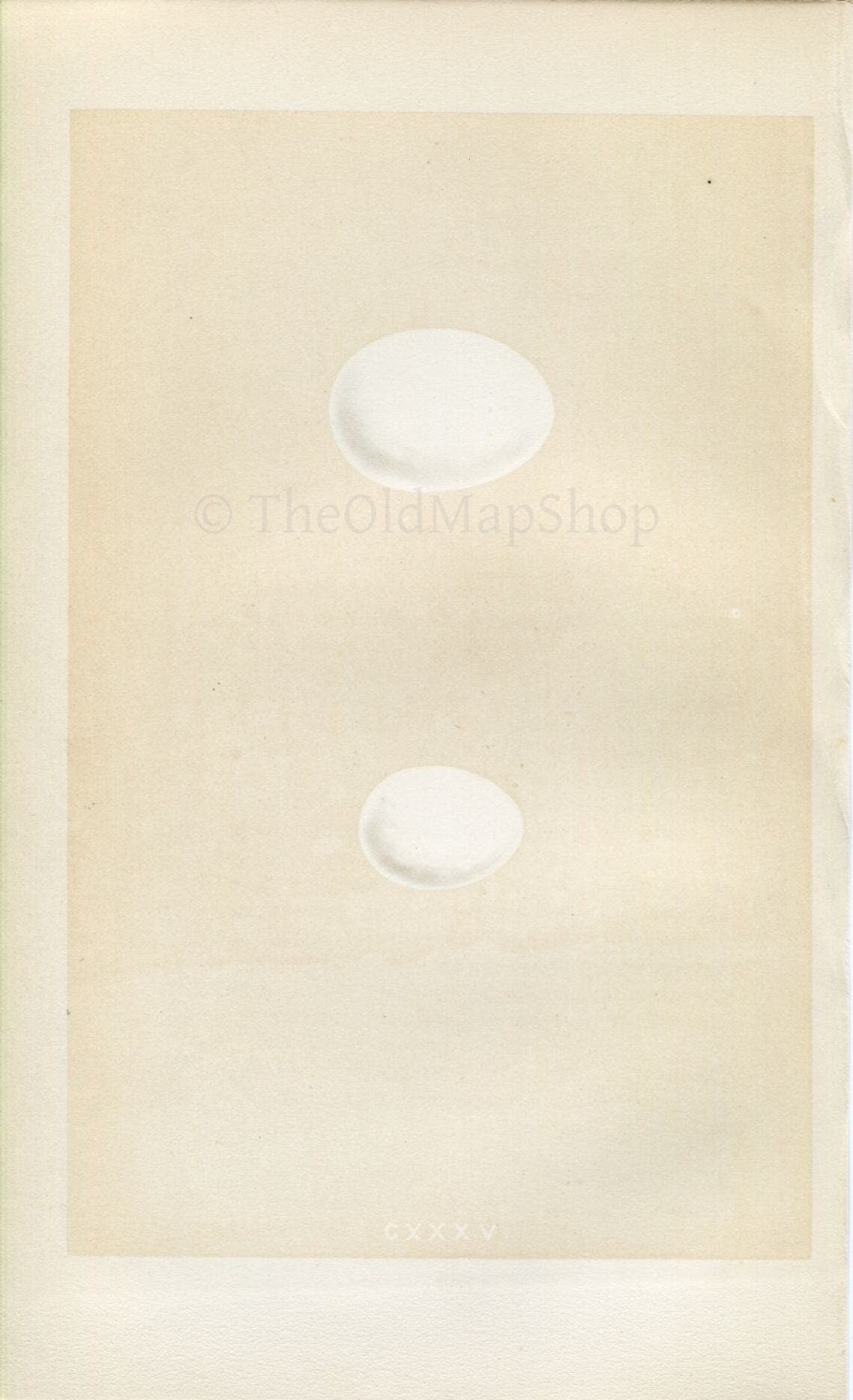 Morris Antique Birds Egg Print, Rock Dove & Turtle Dove, 1867 Book Plate CXXXV