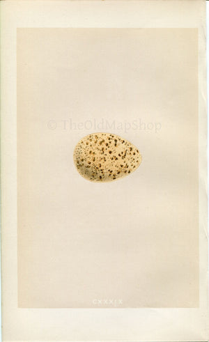 Morris Antique Birds Egg Print, Black Grouse, 1867 Book Plate CXXXIX