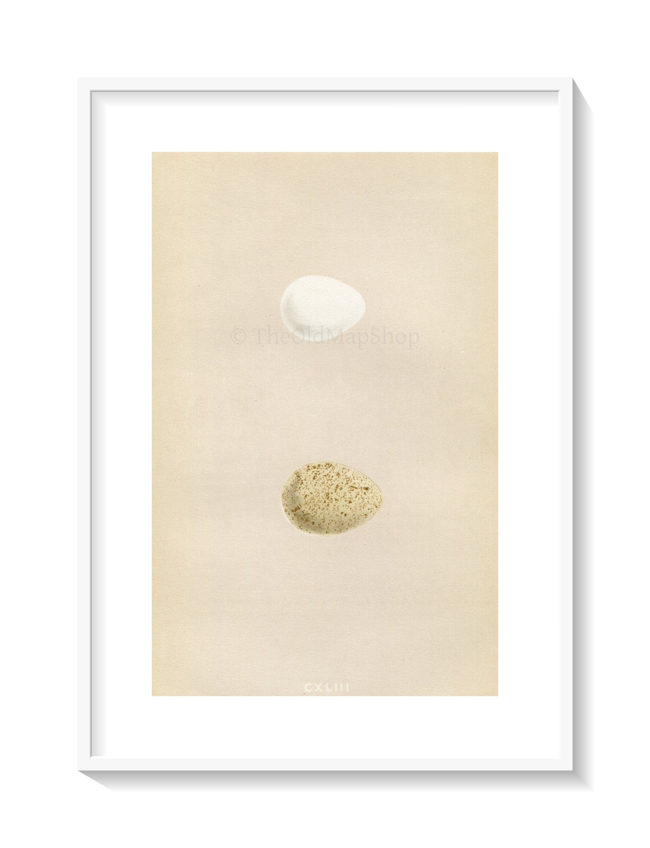 Morris Antique Birds Egg Print, Virginian Partridge & Barbary Partridge, 1867 Book Plate CXLIII