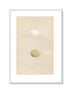 Morris Antique Birds Egg Print, Virginian Partridge & Barbary Partridge, 1867 Book Plate CXLIII