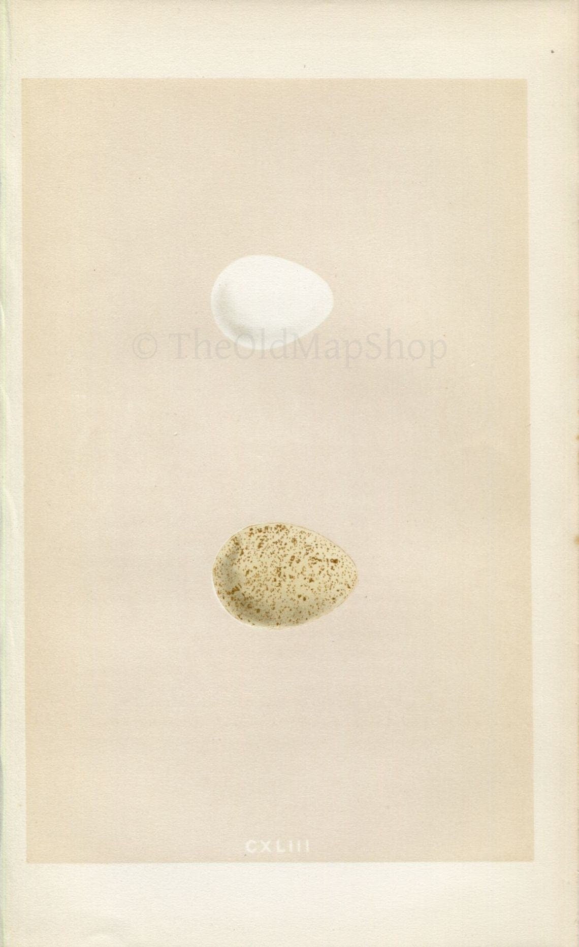 Morris Antique Birds Egg Print, Virginian Partridge & Barbary Partridge, 1867 Book Plate CXLIII