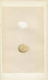 Morris Antique Birds Egg Print, Virginian Partridge & Barbary Partridge, 1867 Book Plate CXLIII
