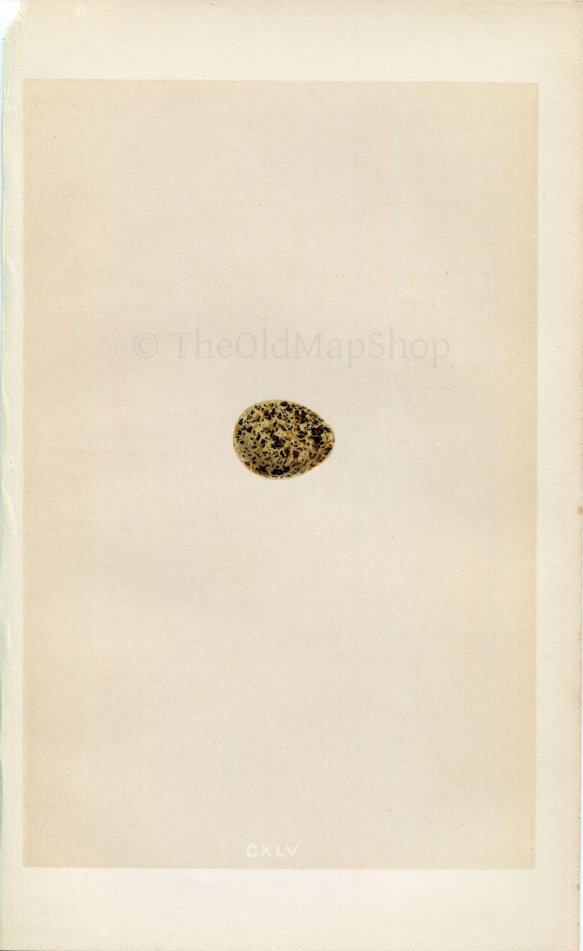 Morris Antique Birds Egg Print, Andalusian Quail, 1867 Book Plate CXLV