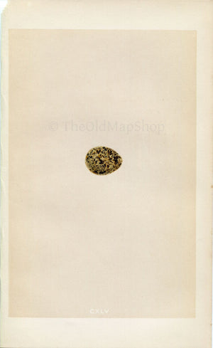 Morris Antique Birds Egg Print, Andalusian Quail, 1867 Book Plate CXLV