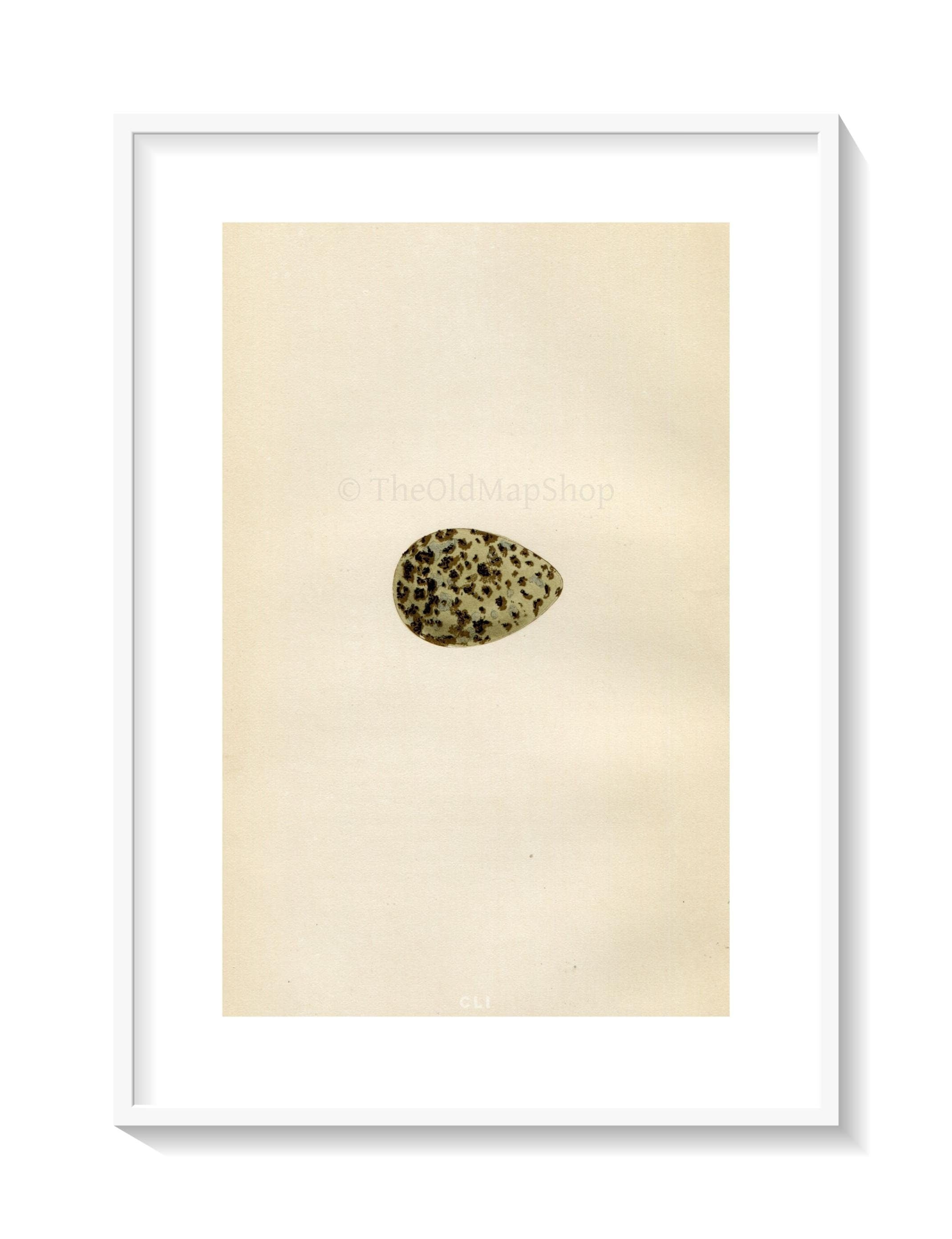 Morris Antique Birds Egg Print, Dotterel, 1867 Book Plate CLI
